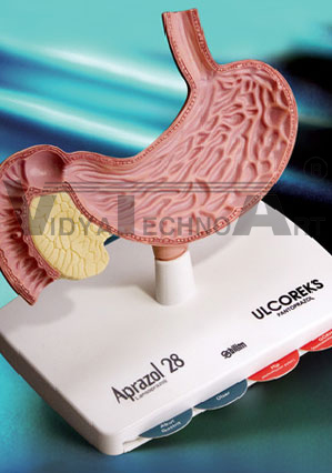 Stomach Model with Pancreas